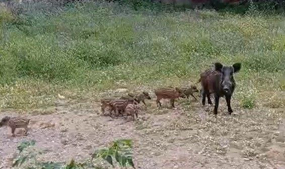 Muğla'da 1 tanesi 2 tanesi de değil tam 16 tanesi çöpü karıştırırken sürü halinde görüldü! O hayvan 8 yılda 100.000 yavru bırakıyor acil önlem çağrısı - Resim: 5