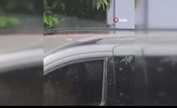 Adana'ya 100.000'lercesi teker teker giriş yapmaya başladı. Yakında Türkiye'nin her bir tarafına o hayvandan 100.000'lercesi dağılmaya başlanacak - Resim: 6