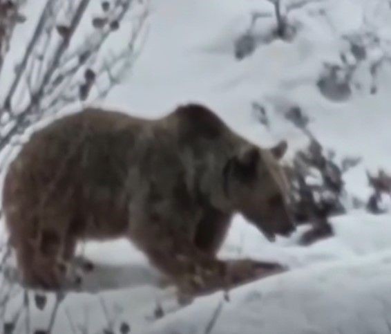 Tunceli'de kent merkezine yakın yerde ortaya çıkan hayvan panik yarattı. Kış uykusuna yatmadan önce tek bir şey yapıyordu - Resim: 3