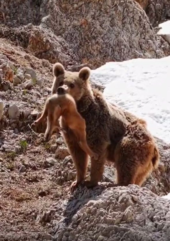Tunceli'ye Bursa'dan gidip doğayı fotoğraflamak istediği sırada bir anda o korkunç detayı fark etti! 2 tanesinden 1 tanesini ağzında görenleri ağlattı - Resim: 6