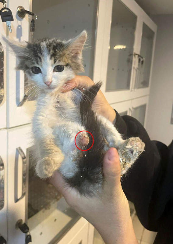 Isparta’da pes dedirten vicdansızlık! Büyü için sokak hayvanlarının uzuvlarını kesmişler - Resim: 1