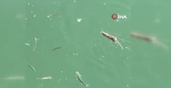 Çanakkale'de balıkçı teknelerinin demirlendiği  yerde 1 tanesi aniden suda ortaya çıktı. Kara hayvanı gözüne kestirdiği avını hedefine aldı - Resim: 4