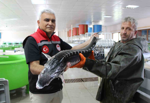 Hatay, Adana, Mersin, İzmir, Trabzon, Amasya, Marmara'da sadece 150 tane kaldı! 250 milyon yıllık hayvan için 100.000 tanesi doğaya salınacak - Resim: 1