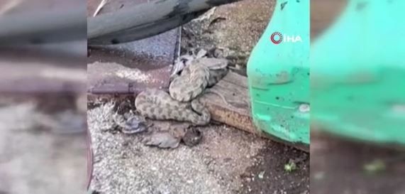 Adana'da ortaya çıktı... 2 metre uzunluğu vardı Adana'dan sonra Hatay, Mersin, Gaziantep, Kilis, Şanlıurfa ve Diyarbakır'a o hayvanla ilgili acil uyarı - Resim: 2