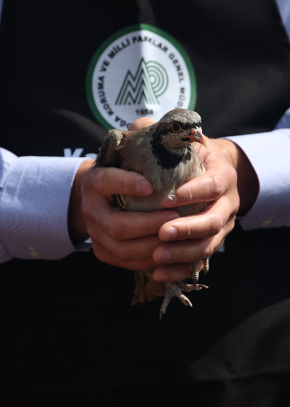 Kastamonu’da 2 bin 100 tanesi tek tek özel taşıma kutularıyla getirildi! Doğaya salındılar, ilk görüntüler ortaya çıktı - Resim: 1