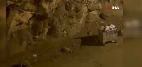 Erzurum'da 2 tanesi gece vakti çöpün kenarında ortaya çıktı. Doğanın korkunç hayvanını vatandaşlar gördü - Resim: 3