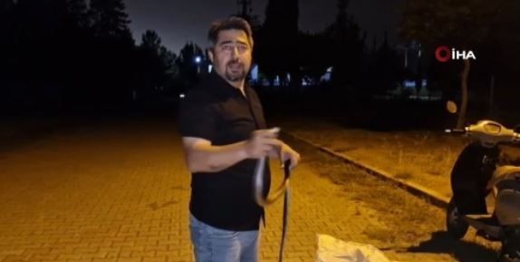 Hatay'da sıcak basınca ortaya çıktı. Gaziantep, Şanlıurfa, Kilis, Adana, Osmaniye ve Mersin her an o 1,5 metrelik hayvan sizde istila başlatabilir - Resim: 5