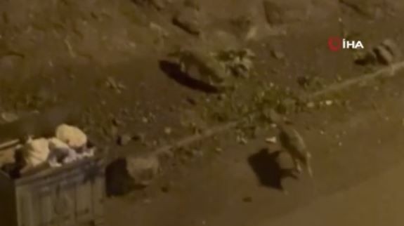 Erzurum'da 2 tanesi gece vakti çöpün kenarında ortaya çıktı. Doğanın korkunç hayvanını vatandaşlar gördü - Resim: 2