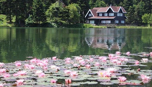 Bolu Gölcük Tabiat Parkı’nda nilüferler açtı. Onları koparmanın cezası 557 Bin TL