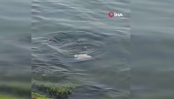 Marmara’da boyundan bile büyük balığı avladı. O hayvana doğru bakan vatandaşlar kısa süre sonra kim olduğunu tanıdı. Doğadan hızla yok olan 1 üyeydi