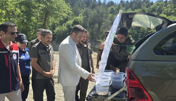 Sinop Ayancık’ta çaylara kırmızı benekli alabalık salındı. Ekosistem için destek adımı atıldı