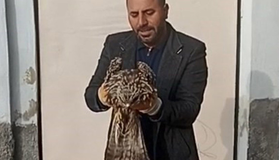Elazığ'da görüldü! Hemen koruma altına alındı