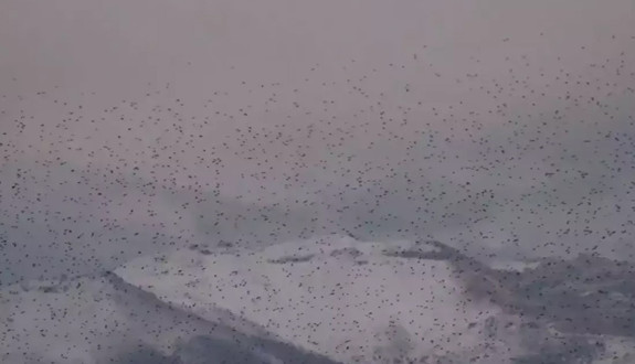 Kayseri'de görsel şölen! Binlerce sığırcık kuşu adeta dans etti