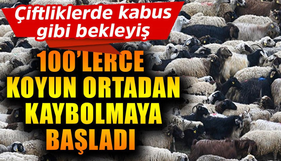 Çiftliklerde kabus gibi bekleyiş! 100'lerce koyun ortadan kaybolmaya başladı
