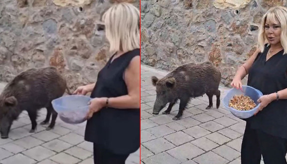 Safiye Soyman evinin kapısına gelen yaban domuzunu elleriyle besledi!