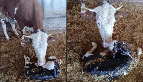 Yeni doğan buzağı ile annenin kavuşması kamerada! O görüntü yürek ısıttı