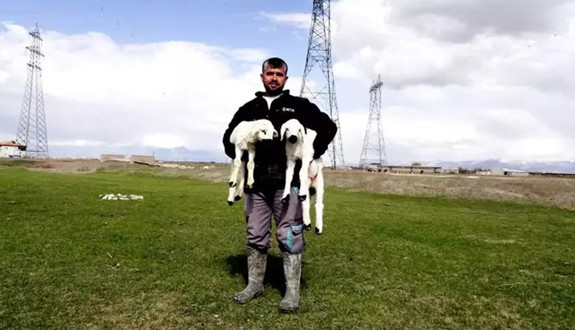 Kayseri’de baharın en güzel görüntüsü! 200 kuzu anneleriyle buluştu