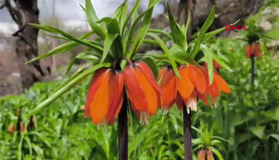 Koparmanın cezası 700 bin lira: 'Ters lale' için Sason'a ziyaretçi akını!