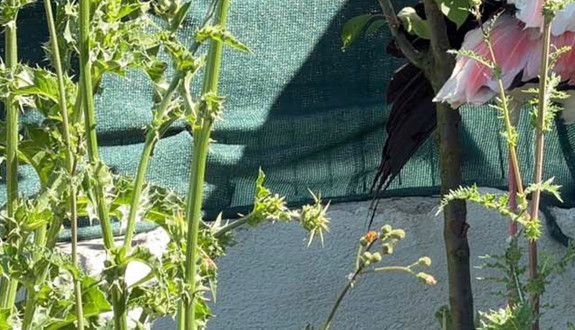 Arnavutköy'de ormanlık alanda görüldü! Sadece 1 taneydi, Doğa Koruma ekipleri acilen devreye girdi