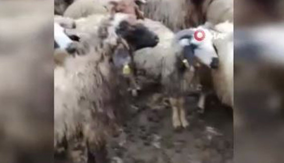 Şanlıurfa'da 300 koyunun olduğu ağıla girdi! Sonrasındaki manzara  hoş değil