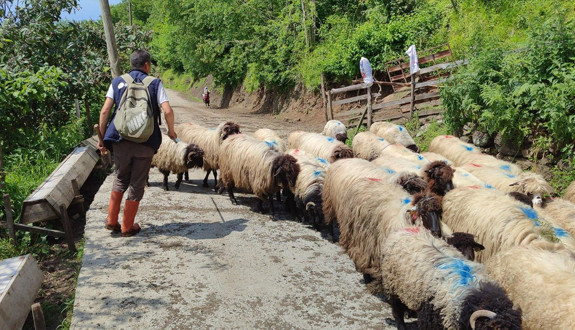 Giresun’dan 100'lerce koyun hep birlikte akına başladı! 7 gün boyunca sürecek