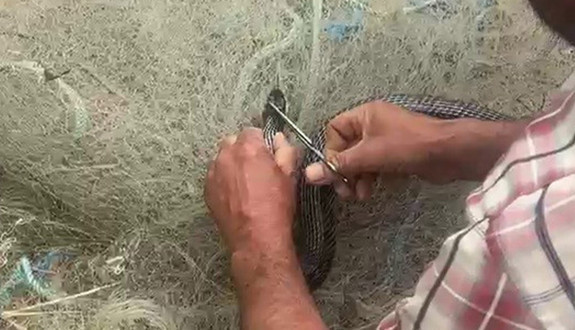Hatay'da 1 tanesi ağlara dolanmış can çekişiyordu! Elleriyle müdahale etti
