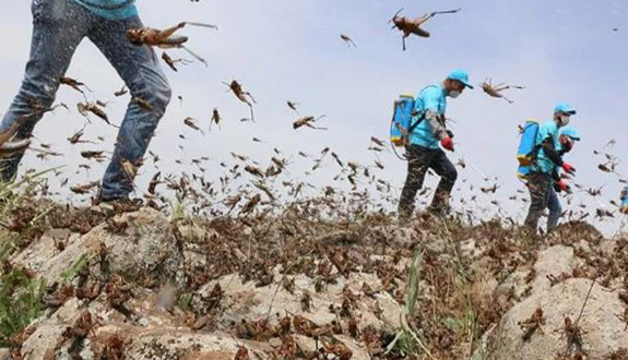 Hakkari'de 100'lercesi sıcak havayla birlikte istilaya geçti! Köylüler perişan halde
