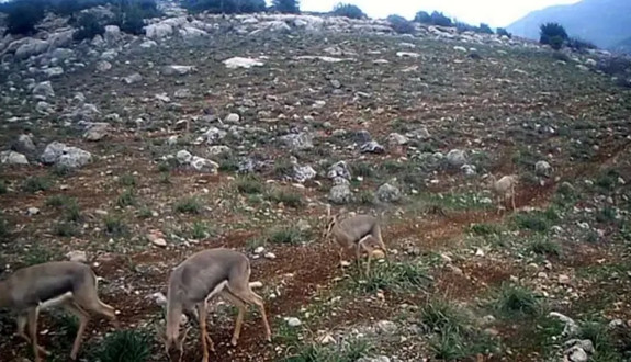 Hatay’da nadir görüntü: Dağ ceylanları tek sıra halinde ilerledi
