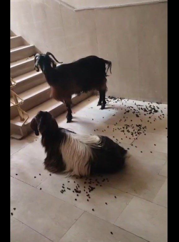 Muş'ta sıcaktan bunalan iki keçi apartmana girdi, çıkmak istemeyince asansörle indirildi - Resim: 4