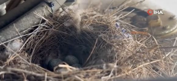 Artvin’de doğada bıraktığı iş makinesini çalıştırmaya giden operatör, fark ettiği detayla birlikte resmen dondu kaldı! 5 tanesi içeride duruyordu - Resim: 5