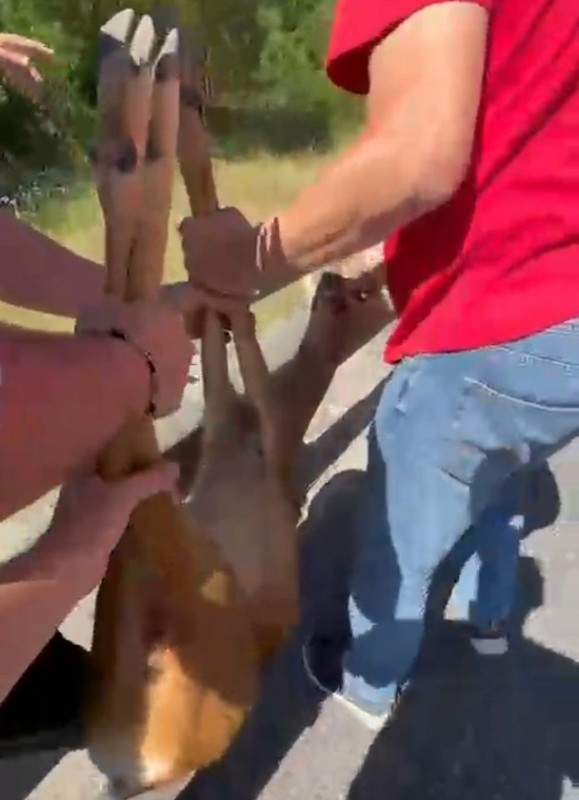 Düzce'de doğaya piknik yapmaya giden aile bir anda çalılıkların arasında onu fark etti. 1 tane vardı ama onu görünce pikniği unuttular - Resim: 4