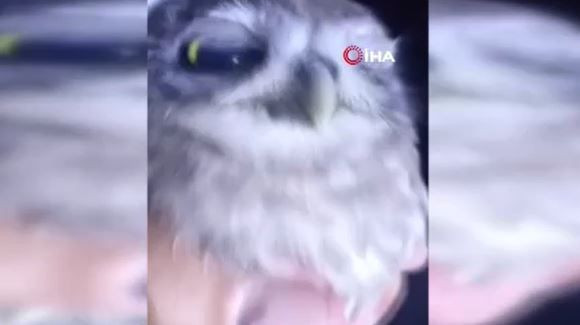 Sivas’ta gece saatlerinde yolda ilerleyen vatandaş yol kenarında 1 tanesini gördü. Hemen kenara çekilip yanına gidince onu tanıdı - Resim: 4