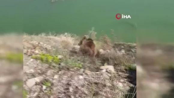 Sivas'ta doğada 1 tanesini yol kenarında görmüştü! Tam o 1 tanesini görüntülemek istediği sırada korkunç bir şey oldu - Resim: 4