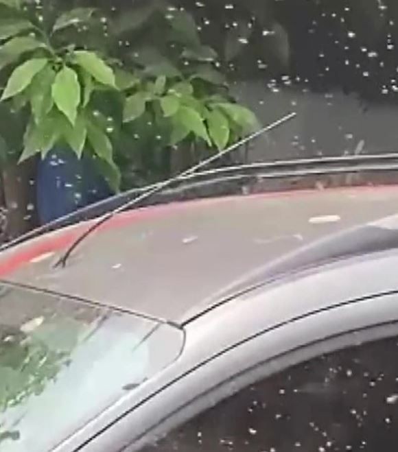 Adana'ya 100.000'lercesi teker teker giriş yapmaya başladı. Yakında Türkiye'nin her bir tarafına o hayvandan 100.000'lercesi dağılmaya başlanacak - Resim: 5