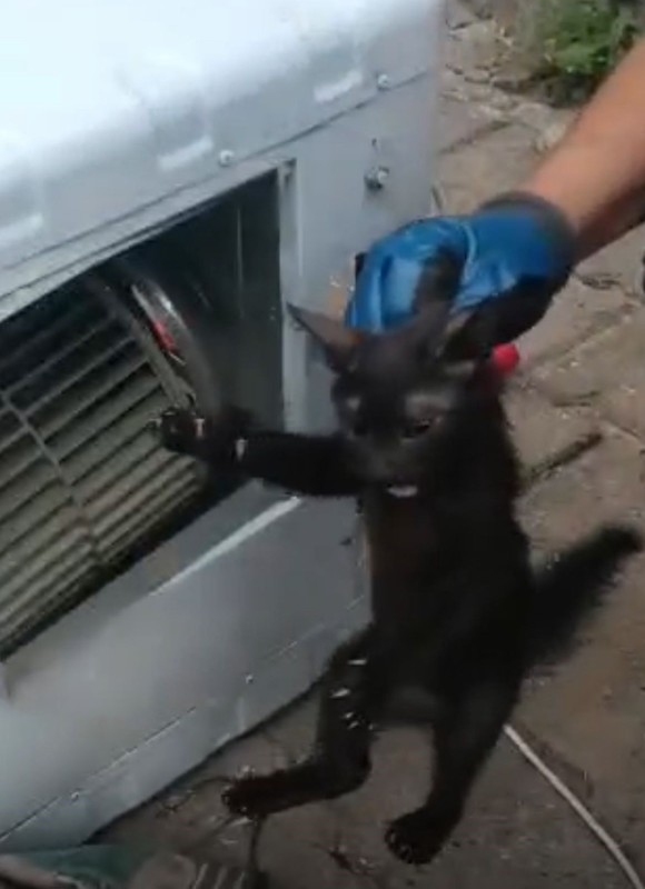 Batman’da çalışan klimadan garip sesler geldi, içinden çıkan canlı görenleri şaşırttı - Resim: 4
