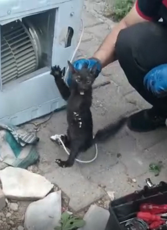 Batman’da çalışan klimadan garip sesler geldi, içinden çıkan canlı görenleri şaşırttı - Resim: 3