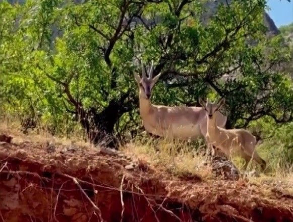Erzincan’ın Karanlık Kanyon’unda koruma altındaki tür yavrusu ile objektife takıldı - Resim: 1