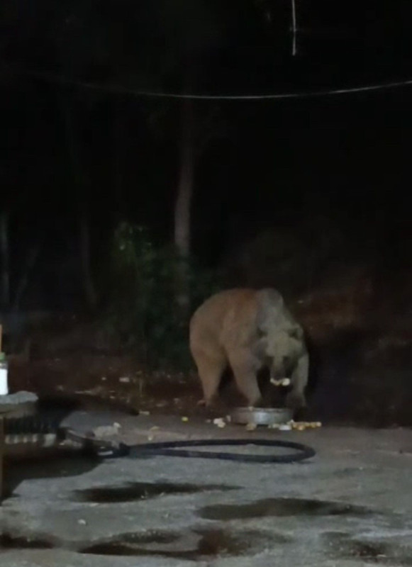 Bingöl'de şantiye ziyaretine beklenmedik misafir geldi! Tepside ne varsa yedi ve gitti - Resim: 1