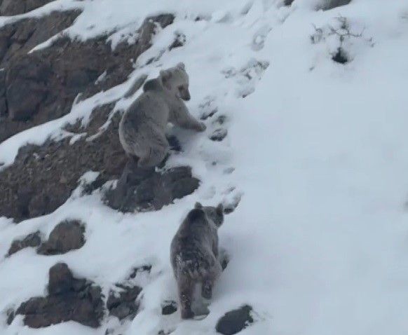 Erzincan’da karın ortasında aslında ortaya çıkmaması gereken bir hayvan ortaya çıktı. Türkiye buna hazır değil. 3 tanesi peş peşe geldi - Resim: 4