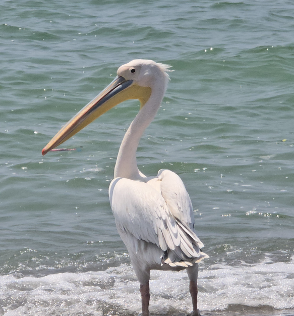 Hatay'da doğada normalde tek 1 başına görülmeyen hayvan 1 başına görüldü. Onu gören vatandaşlar yanına bile yaklaşmadı - Resim: 3