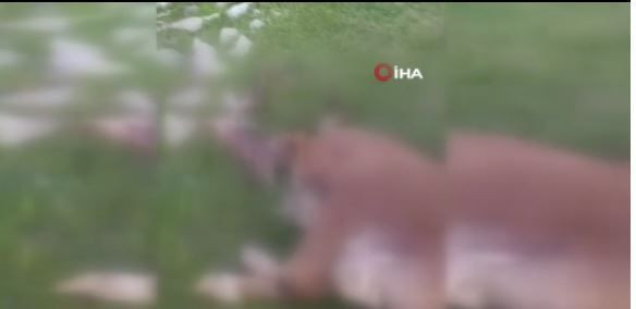 Gümüşhane'de tek başına yaylaya indi, 400 kiloluk hayvanı saniyeler içerisinde paramparça etti - Resim: 4