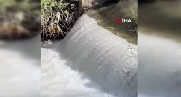 Elazığ'da müthiş doğa olayını görenler hayretler içerisinde kaldı... 1000'lercesi yumurta bırakmak için ters yöne doğru akın etmeye başladı - Resim: 2