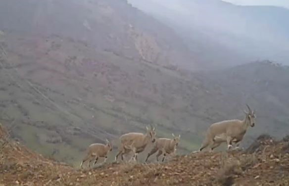 Bu kareler Afrika'dan değil Türkiye'den... Doğa koruma parkında kaydedilen görüntülerde yüzlerce canlı objektiflere yakalandı - Resim : 2