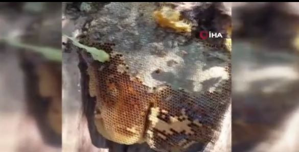 Elazığ'da ağaç  kovuğunun içinde bulundu! Tam 13 kilo çık çık bitmedi - Resim: 3