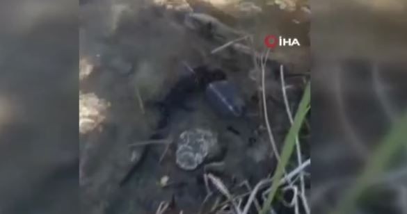 Tunceli'de doğada 1 kez görüldükten sonra ortaya kayboldu... İnsandan kaçıyor, belki 1 yıl sonra bir daha görülür - Resim: 3