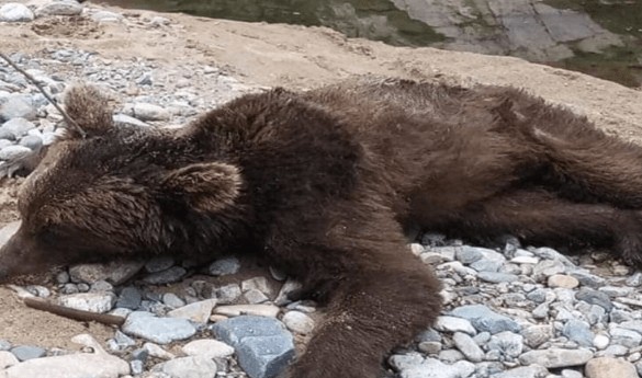 Dünya korkunç sona doğru gazı sonuna kadar açtı... O hayvandan da felaket haberi geldi. Yüzde 80'i kıtlıktan bir deri bir kemik öldü - Resim: 7