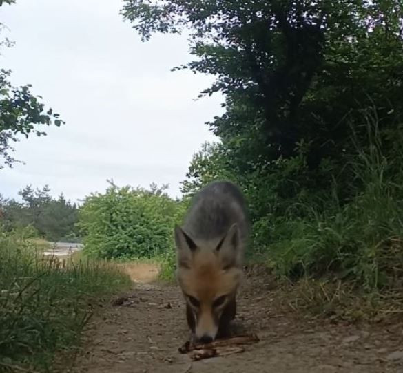 Tokat’ta doğaya pikniğe giden vatandaş karşısında bir anda 1 tanesini gördü. Daha sonra yaptığı hareket yürekleri ısıttı - Resim: 2