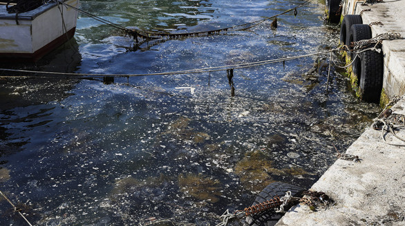 İstanbul'da kabus geri döndü! Beykoz sahilinde yüzeye çıktı: 'Balık avlayamıyoruz' - Resim : 2