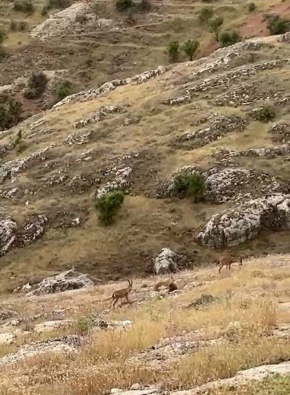 Elazığ'da dağda sürü halde görüldüler. Onlara dokunan 250.000'i bile değil 3 ay ile 6 ay özgürlüğü gözden çıkarsın - Resim: 2