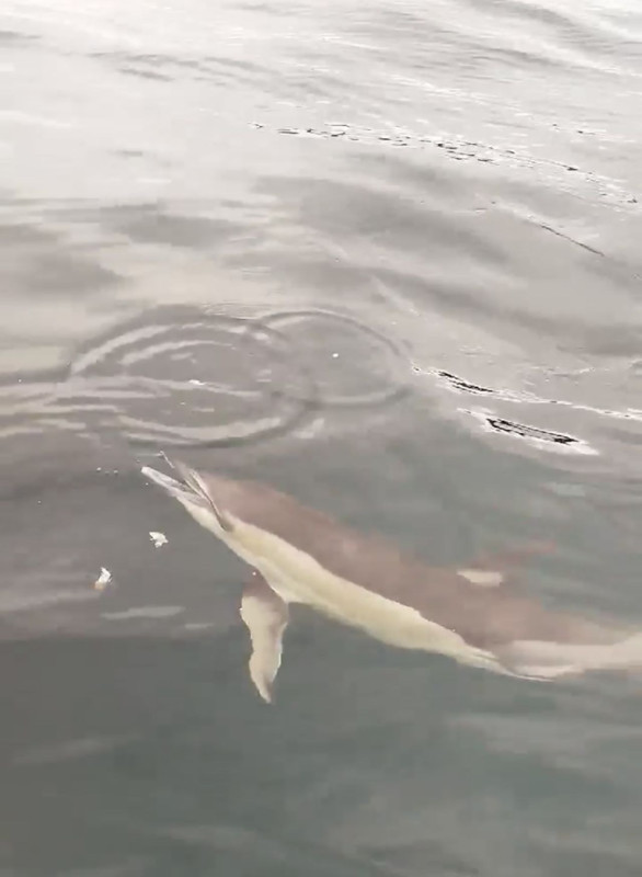 Bartın açıklarında balıkçı teknesine bir anda yanaştı, dakikalarca yanında kaldı - Resim: 3